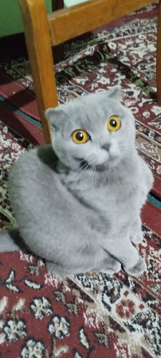 Продаётся,,Кошка,,, Британский Пепельный Чистокровный Каротка ушный Са
