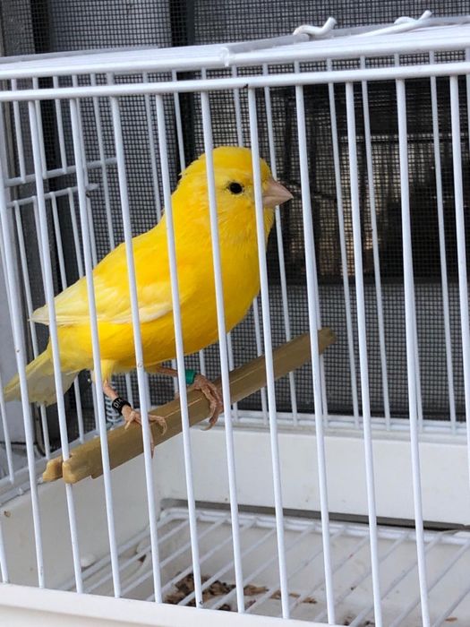 Canari de diferite culori