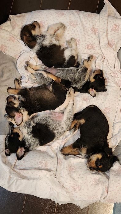 Donez pui cățel talie mica