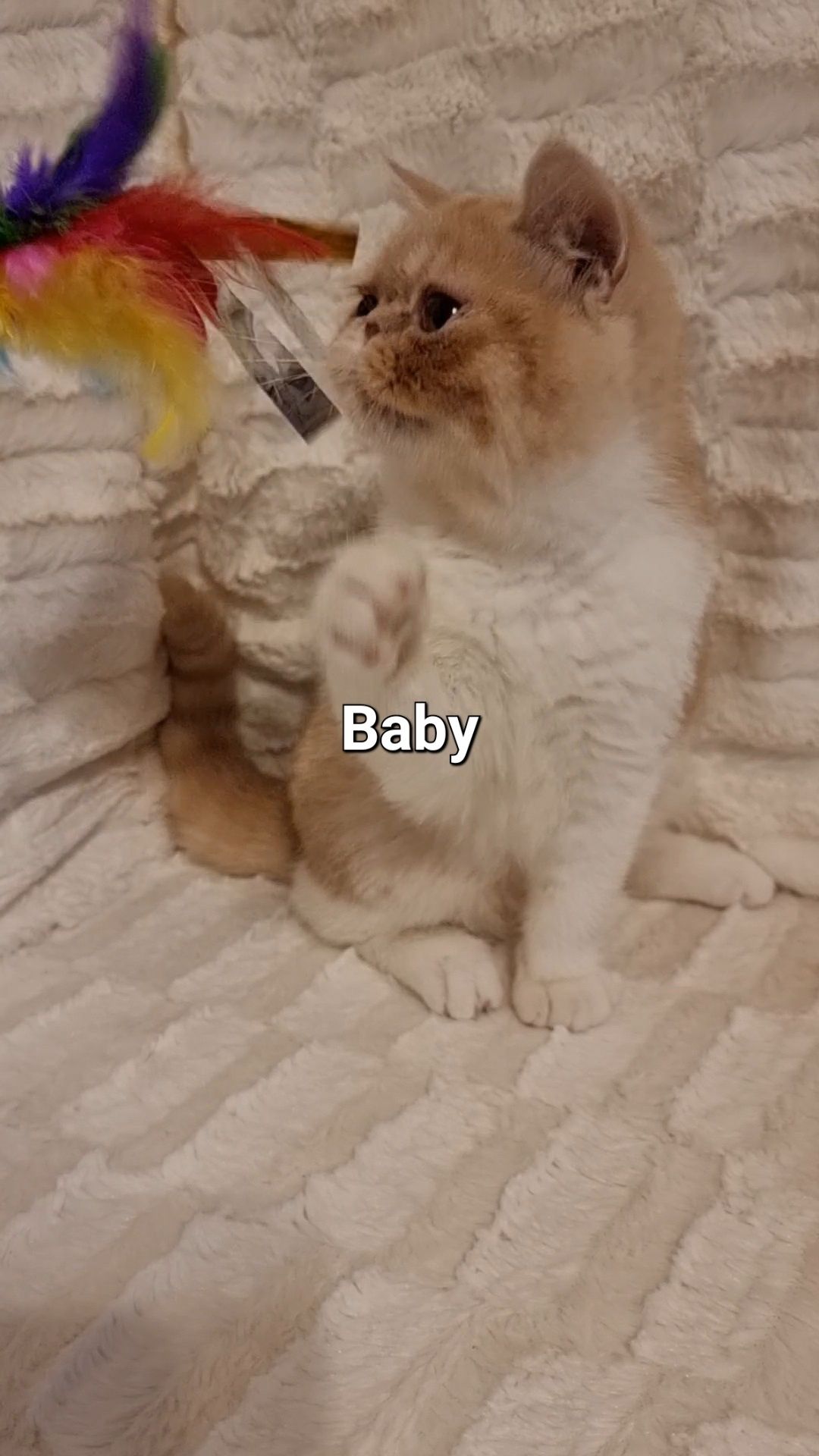 Exotic Shorthair cu pedigree - Baby,  fetiță