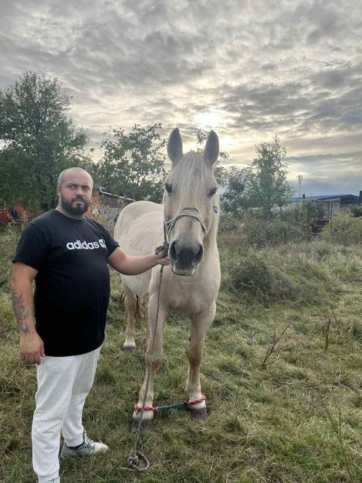 Cai și mânji de vanzare