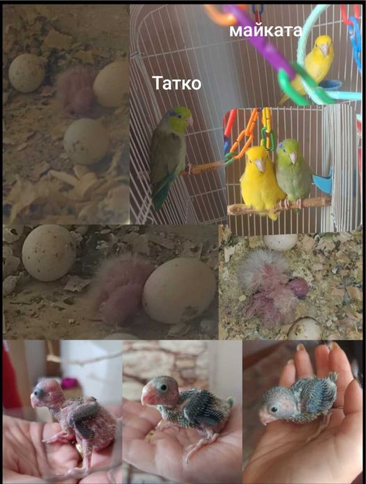 Врабчови папагали