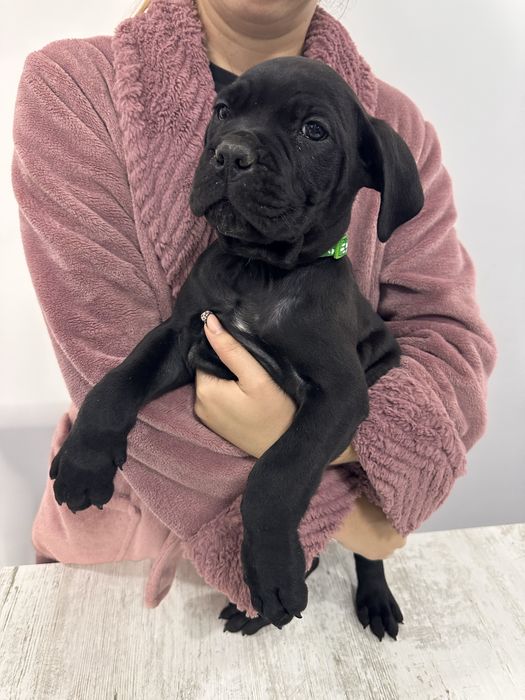 Cane corso cu pedigree!!