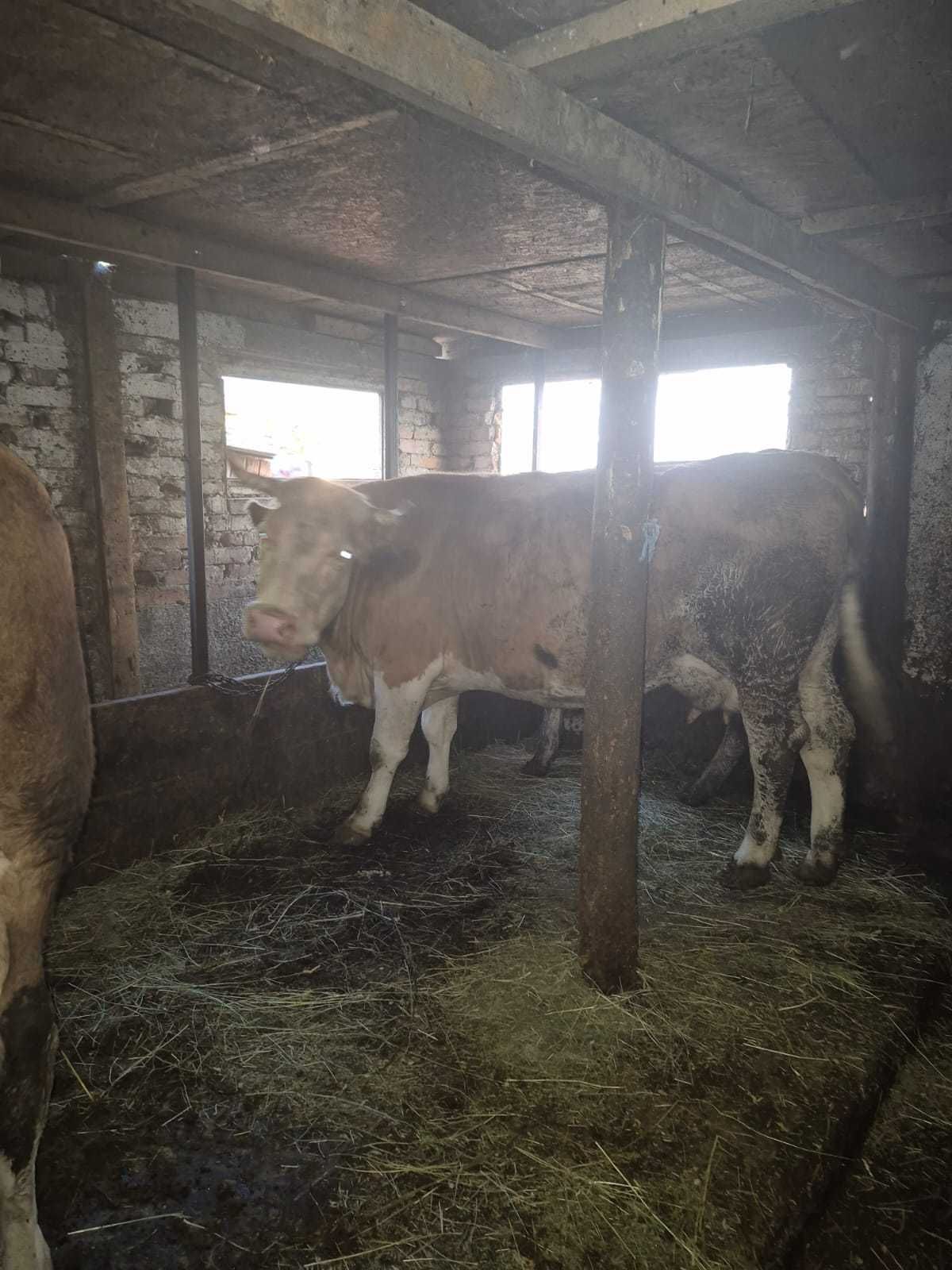 Vând vaca balțată românească și un Taur