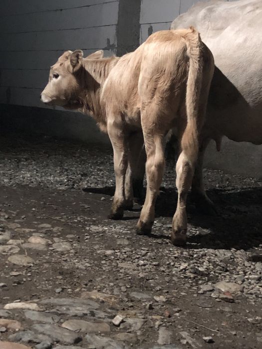 De vnzare vaca cu vitea