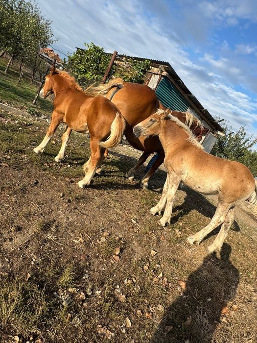 Manji   foarte frumoși