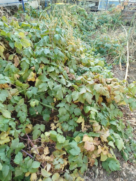 Атызда осип турган Малинанын налин сатаман, казир  кузде ексениз болад