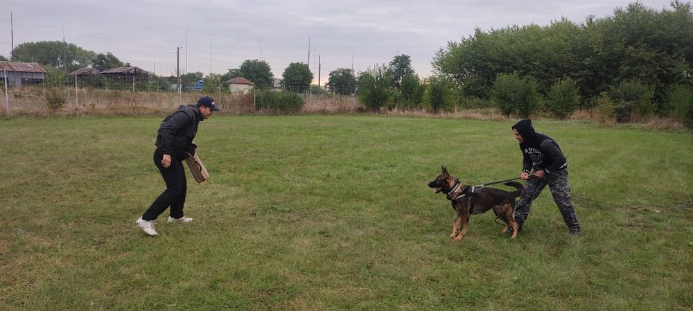 Dresaj canin profesional