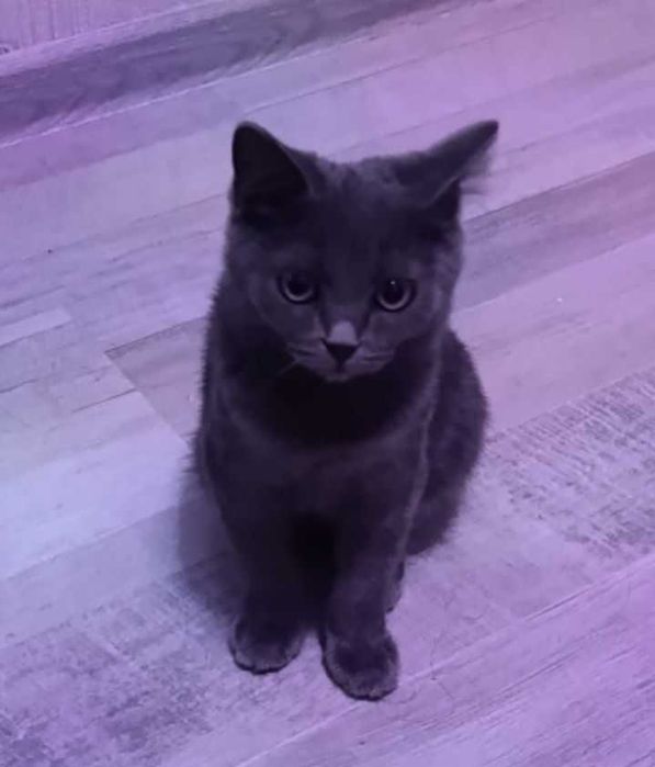 Продаётся котик скоттиш страйт