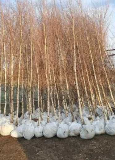 Mesteacăn alb, tei și platan – arbori ornamentali deosebiți