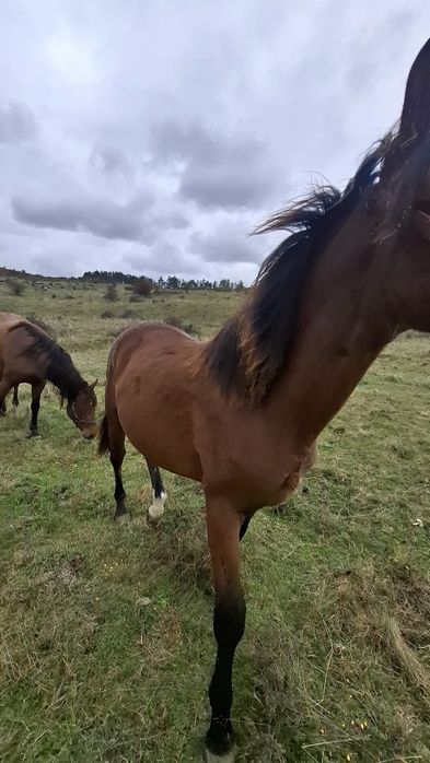 Vând mânza de 1 an foarte blinda pret 4000 lei