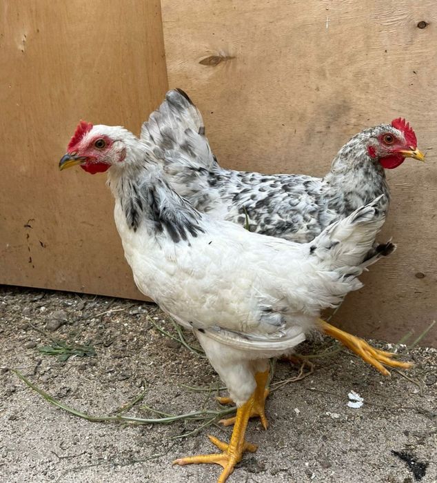 Продам домашние куры и петухи породы Адлер Хохлатые