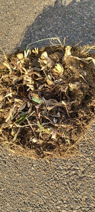 Bulbi stanjenei ( iriși )- gratis