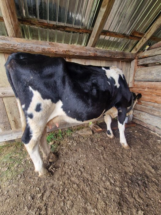 De vînzare Vacă Gestancă în 6 luni