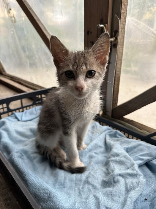 Търси се дом за мъничко котенце (около 2 месеца)