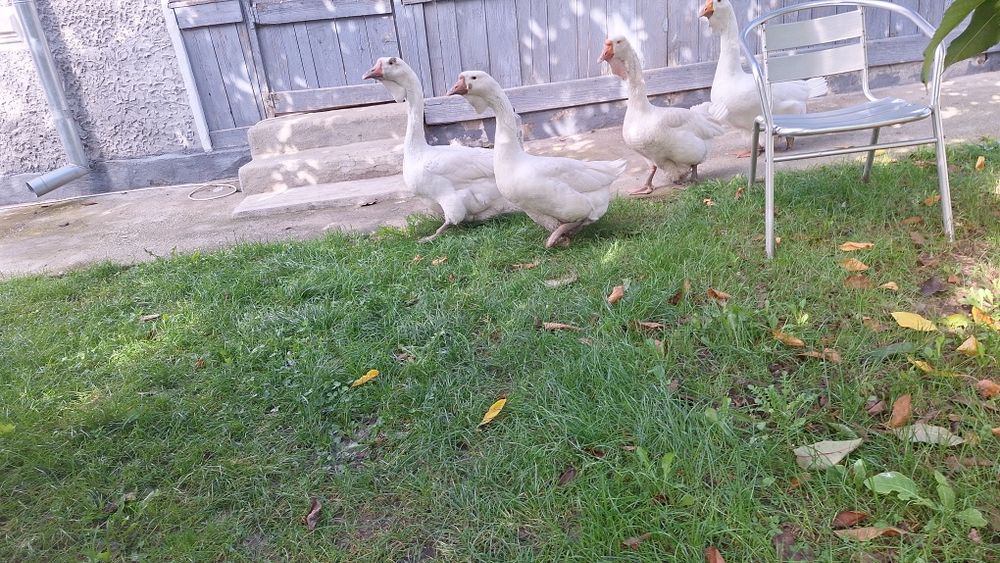 Gâște Holmogor mature