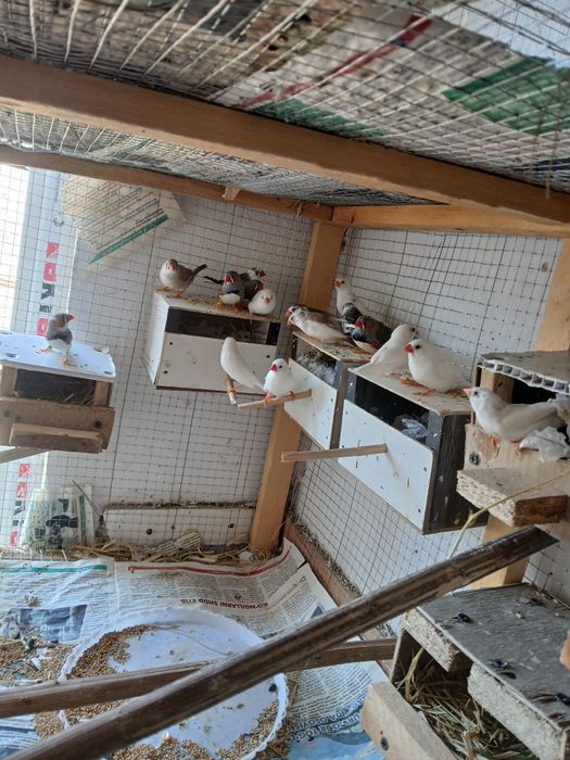 Smadinkalar sotiladi tayyor ishlab turgan paralar parasi 100 ming