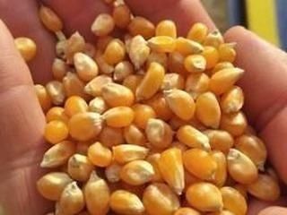 Продам ячмень пшеница кукурудза