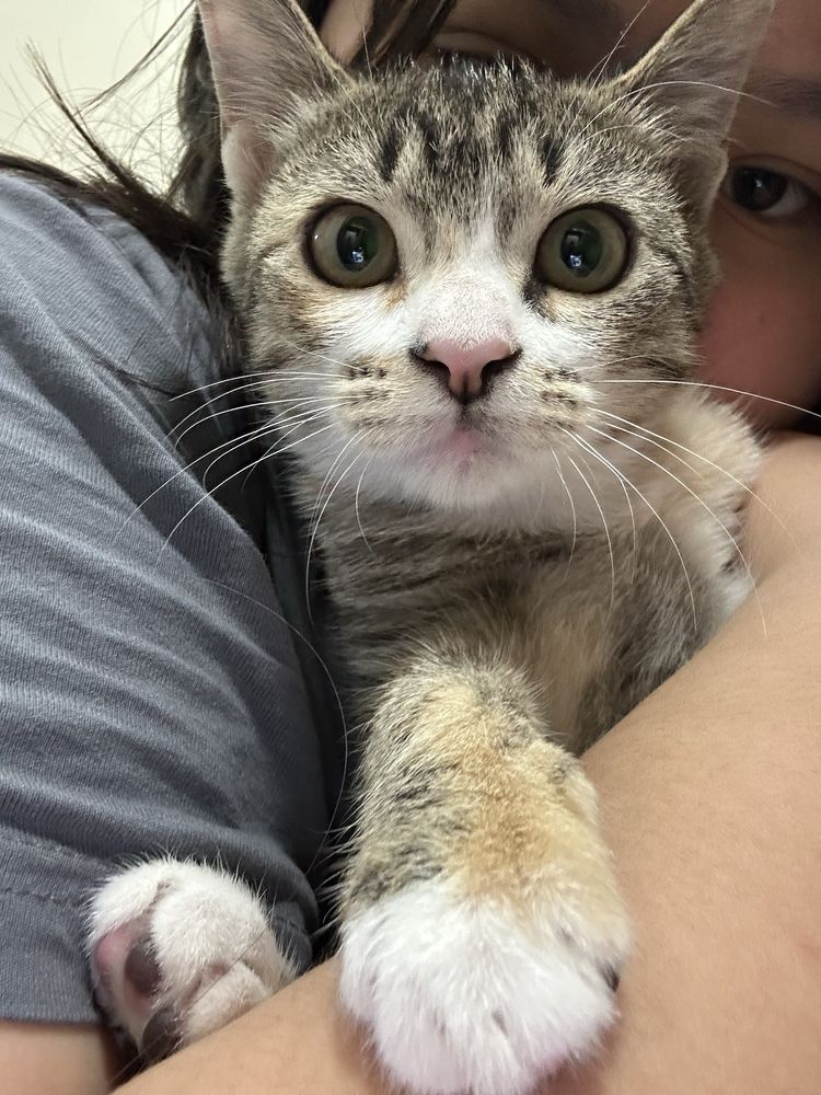 Котенок ищет дом