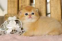 Котенок британский шиншилла