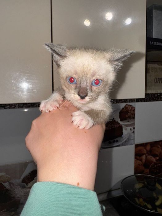 Отдам котят в добрые руки срочно