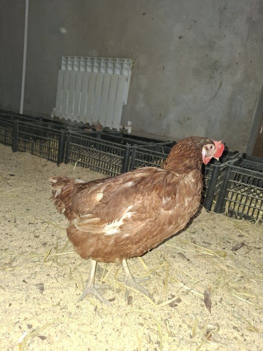 Несушки ломан браун