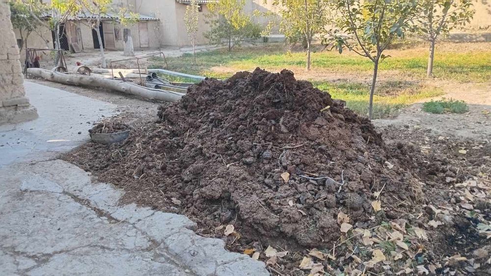 Bepul mol goʻngi bor