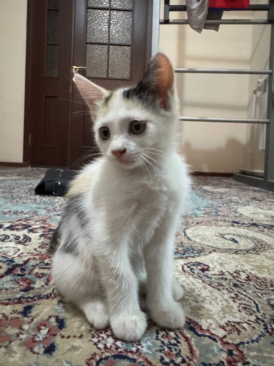 Отдаются котята в добрые руки