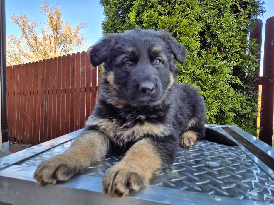 Ciobanesc German cu pedigree