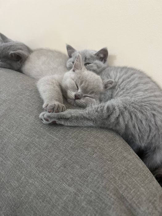 Британски късокосмести котета