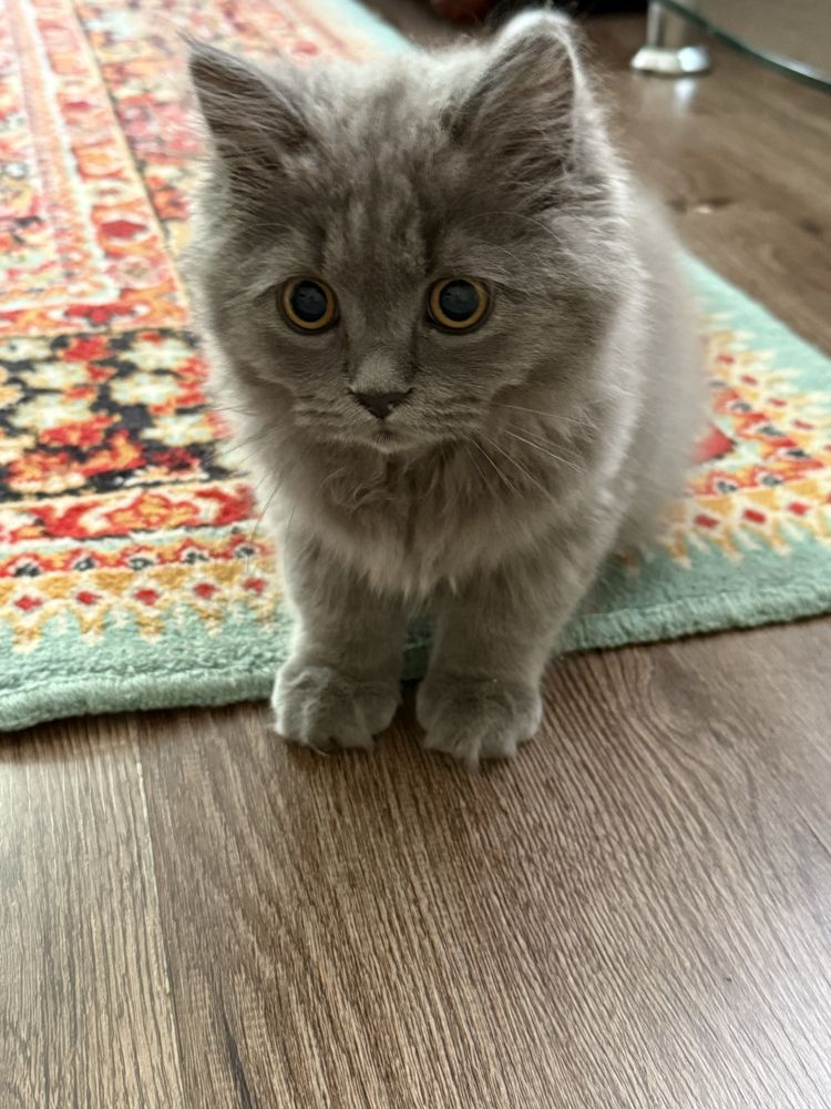 Скоттиш страйт хейлант