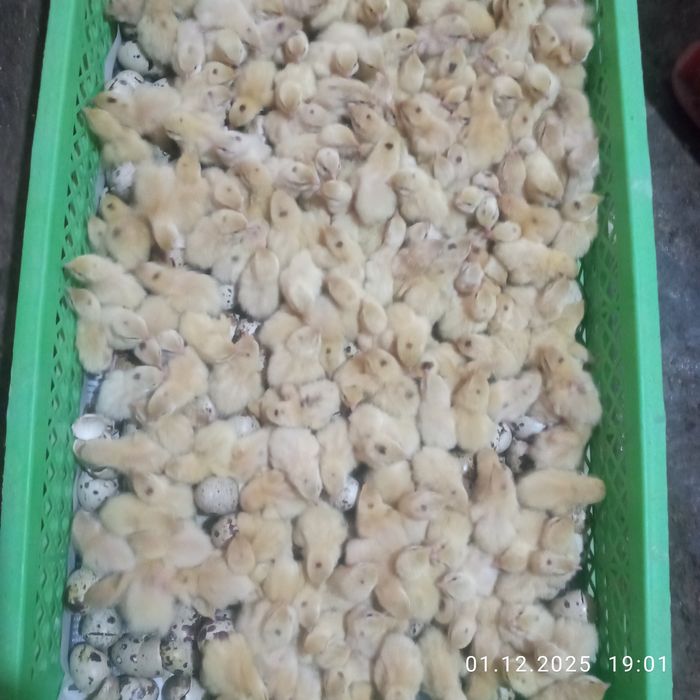 Bedana jojalari satiladi  4min srochni sotiladi