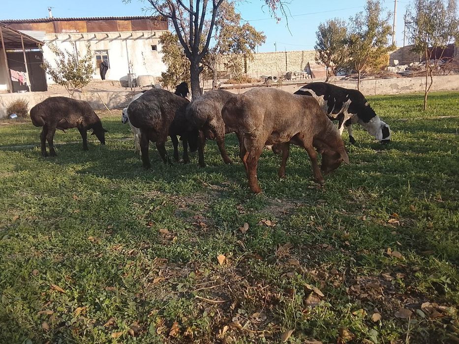 Кучкорлар сотилади