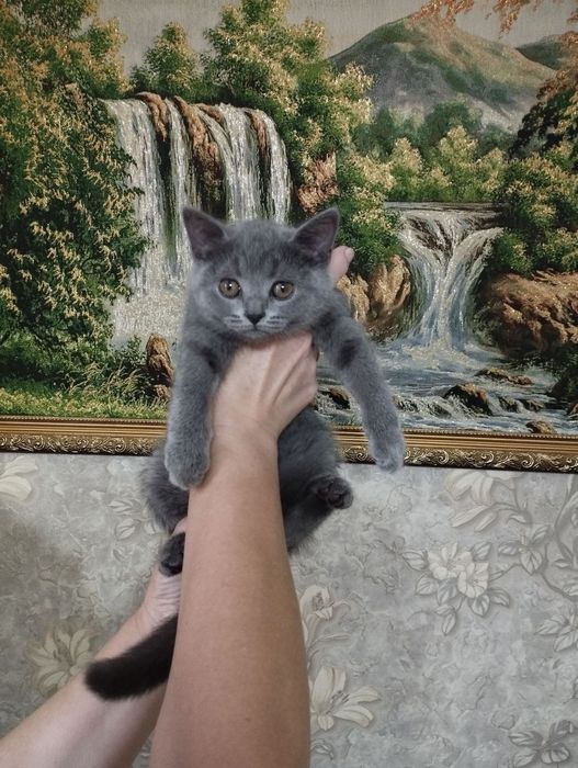 Продаются котята британской породы