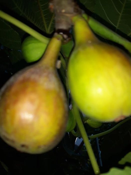 Butasi ZMEUR, stoloni capsuni, Smochin aclimatizat