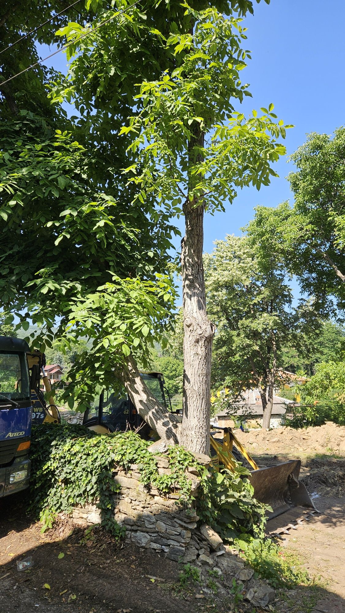 Продавам два ореха