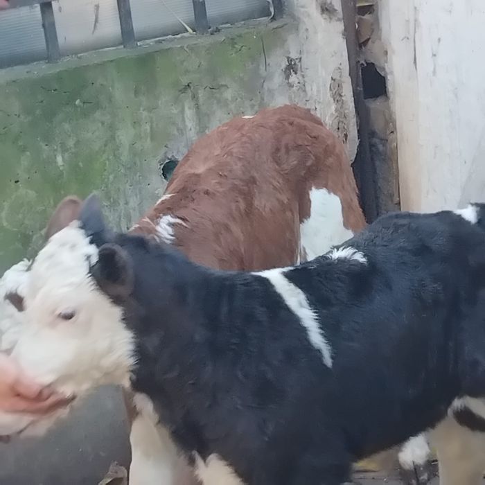 Vand 1 Tauras si o vitea de 2 saptamani