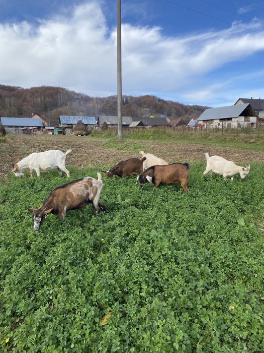 Vand iedute sanne si alpin montate cu anglo nubian