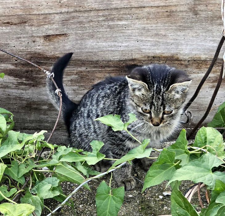 Подарявам котенце