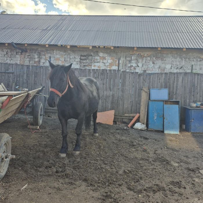 Iapa grea de vânzare!