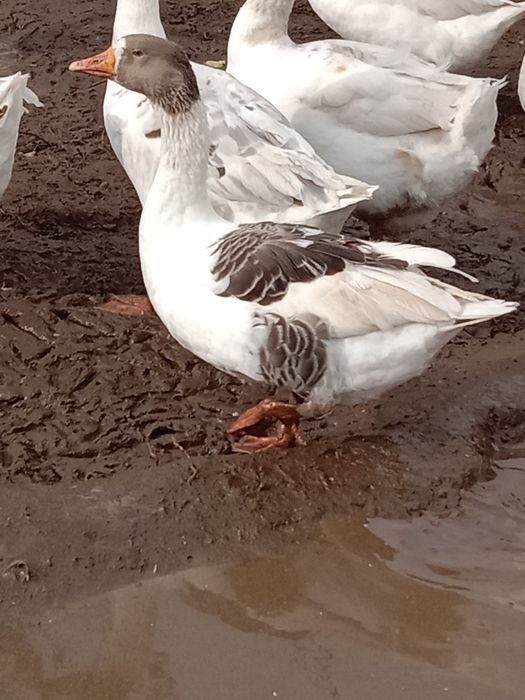 Продам домашних гусей