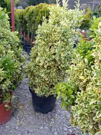 Plante Decorative oriunde in tara! , Doar la Luxury Garden !