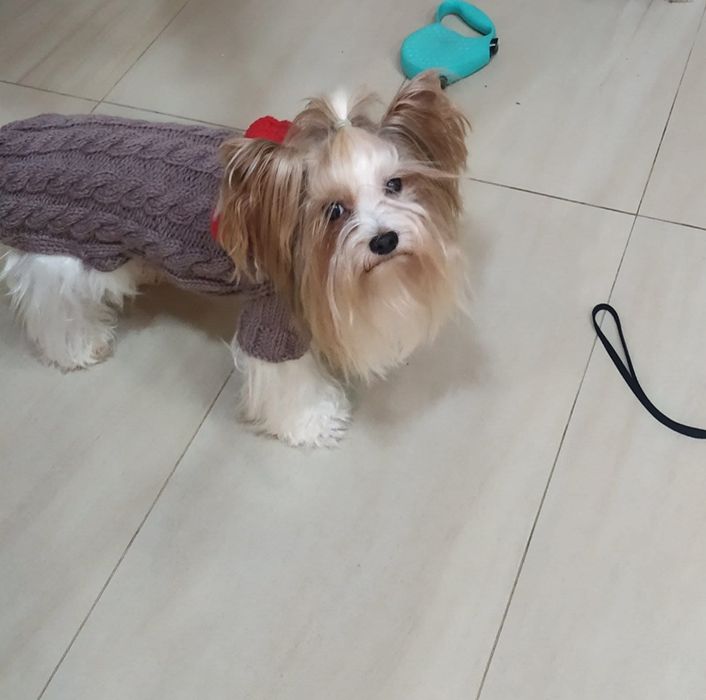 Бивер йоркширски териер