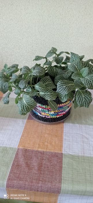 Комнатные цветы,украсят ваш дом.
