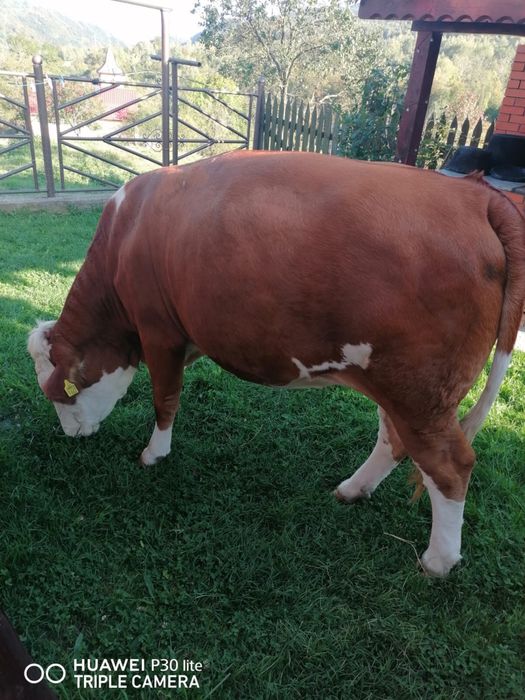 Juninci baltate gestante in 2 luni cu taur angus