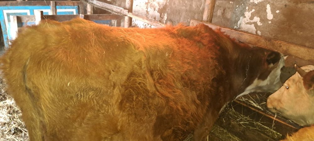 Продам стельных КРС коров