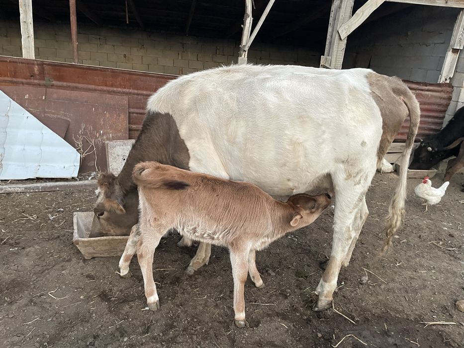 Жас сиырлар сатылады