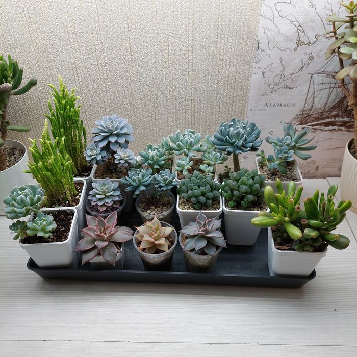 Цветы суккуленты