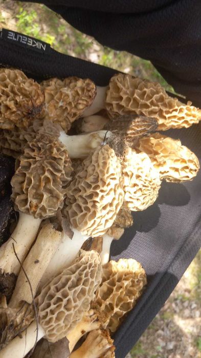 Zbarciogi morcela esculenta