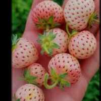 Stoloni căpșuni Pineberry